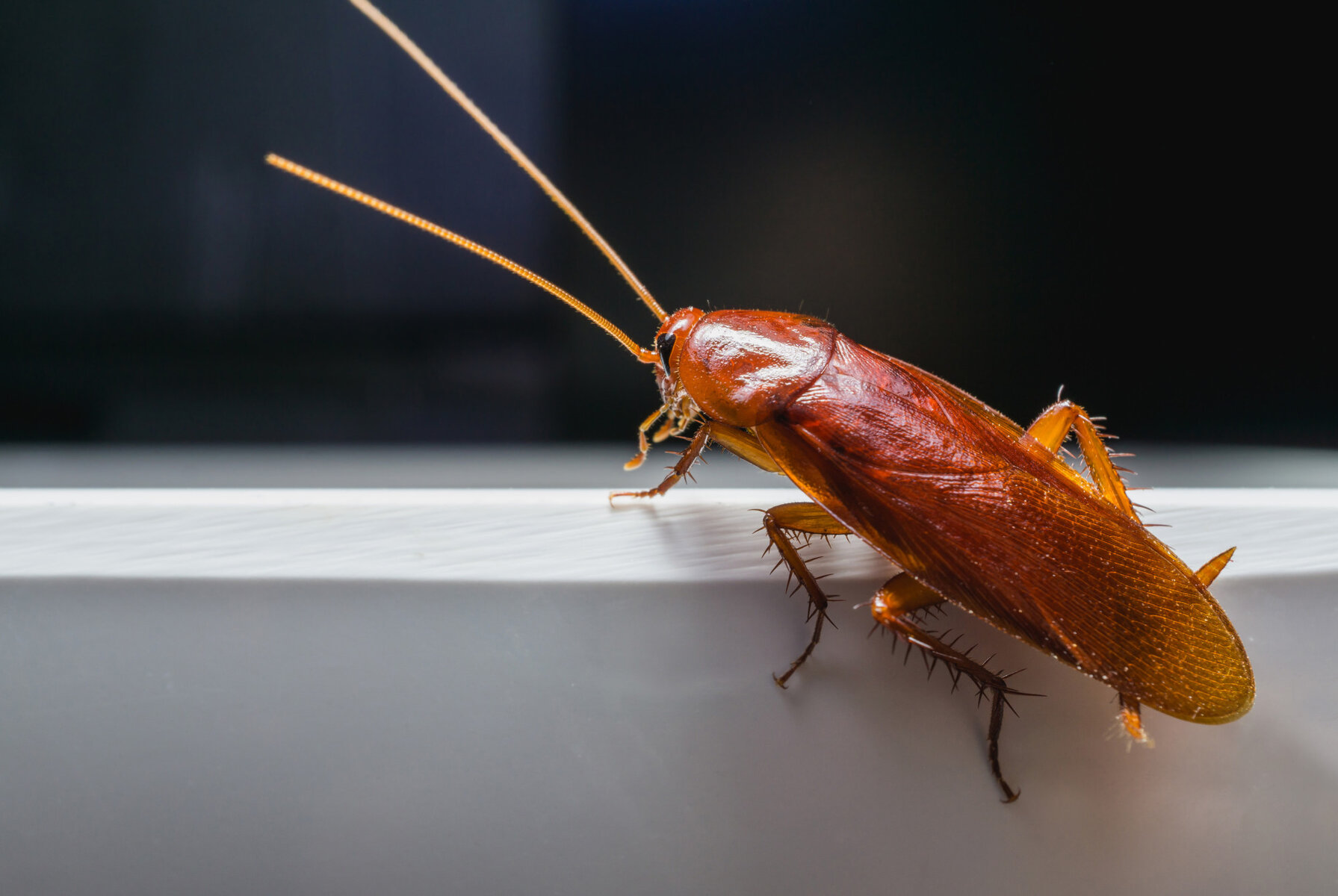 american-cockroach-vs-german-cockroach-what-s-the-difference-pest