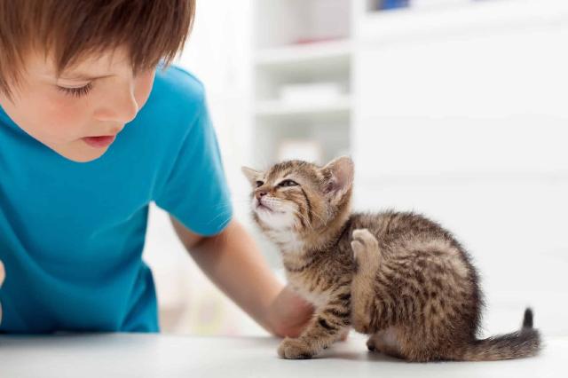 Fleas Control Services For Cats