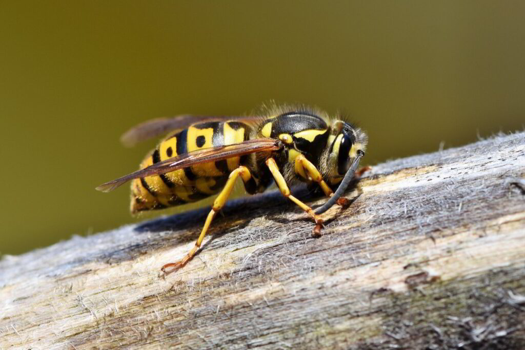 hornet-wasp-insect