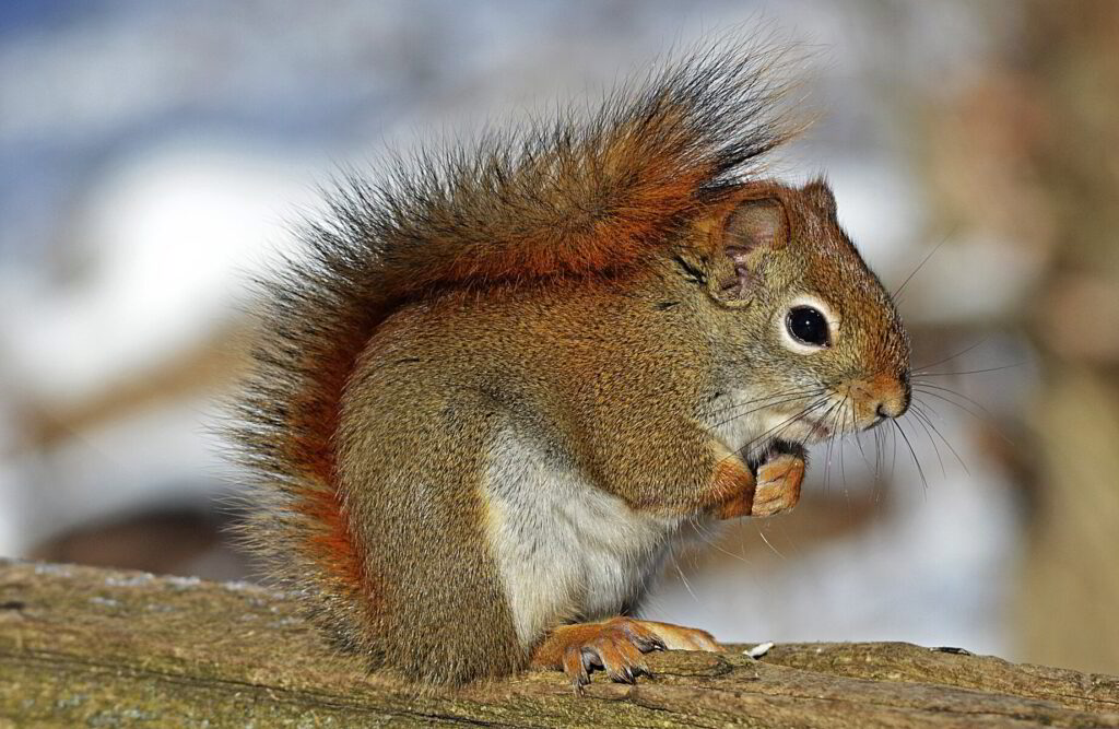red-squirrel-rodent-nature