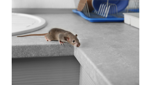 Hero Pest Rodent Control Services