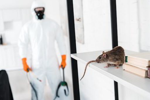 common pests in commercial spaces