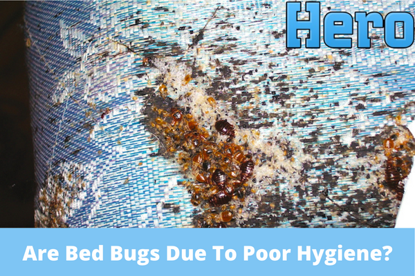 Are Bed Bugs Due To Poor Hygiene