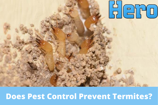Does Pest Control Prevent Termites