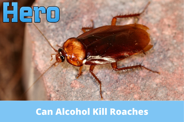 Can Alcohol Kill Roaches