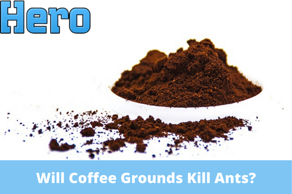 Will Coffee Grounds Kill Ants