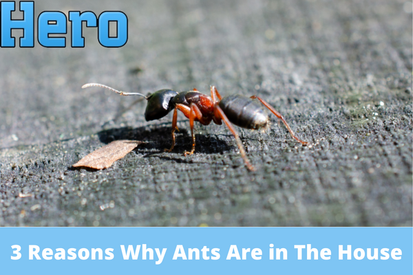 3 Reasons Why Ants Are in The House