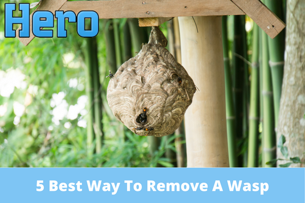 5 Best Way To Remove A Wasp