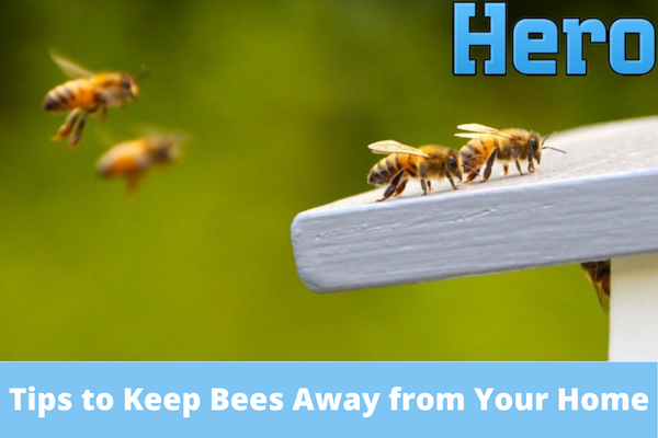 Tips to Keep Bees Away from Your Home