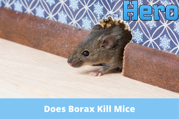 Does Borax Kill Mice
