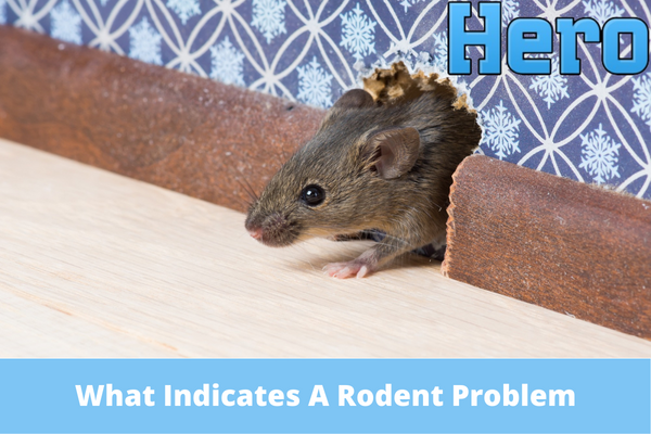 What Indicates A Rodent Problem