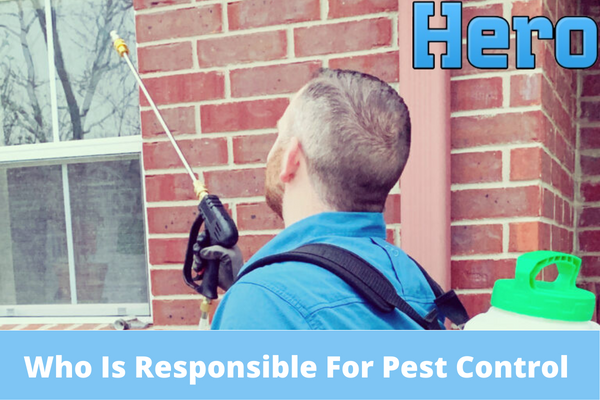 Who Is Responsible For Pest Control When Renting