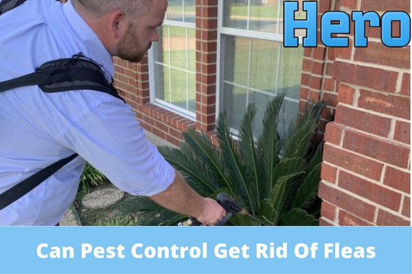 Can Pest Control Get Rid Of Fleas