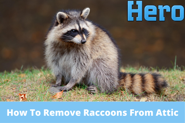 How To Remove Raccoons From Attic