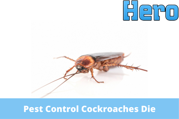 How Long After Pest Control Do Cockroaches Die
