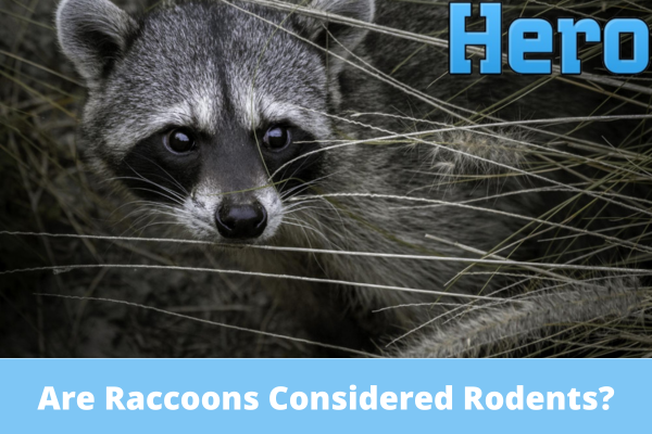 Are Raccoons Considered Rodents