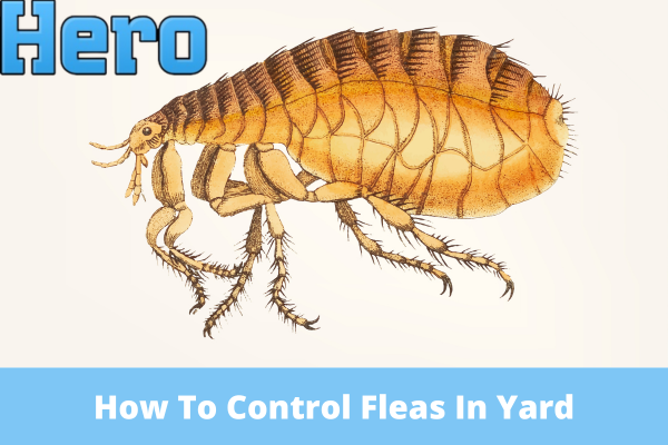 How To Control Fleas In Yard