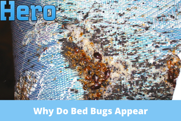 Why Do Bed Bugs Appear