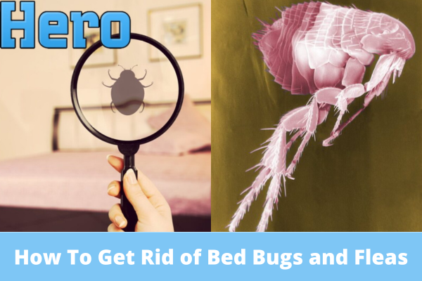 How To Get Rid of Bed Bugs and Fleas