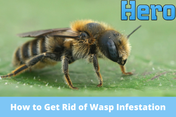 How to Get Rid of Wasp Infestation