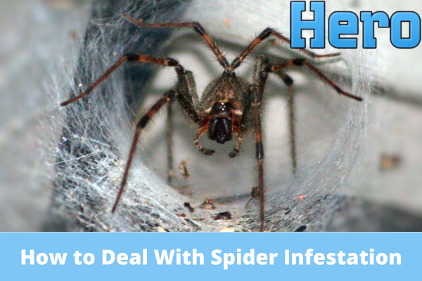 How to Deal With Spider Infestation