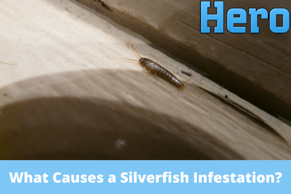 Silverfish Infestation