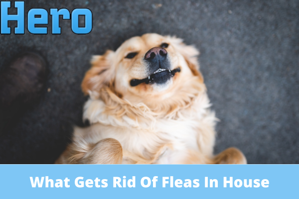 What Gets Rid Of Fleas In House