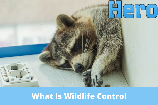 What Is Wildlife Control