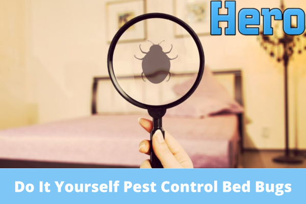 Do It Yourself Pest Control Bed Bugs