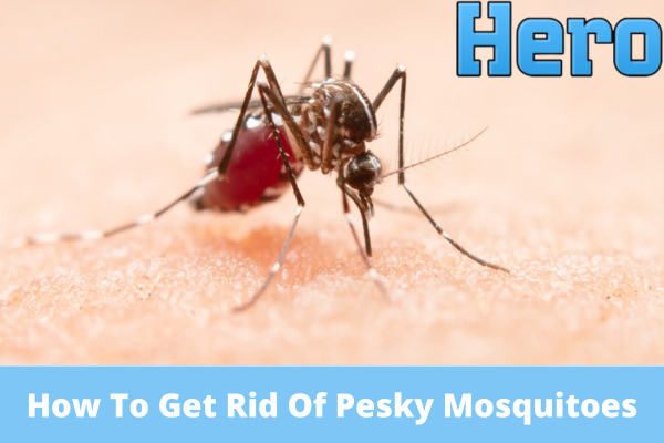 How To Get Rid Of Pesky Mosquitoes