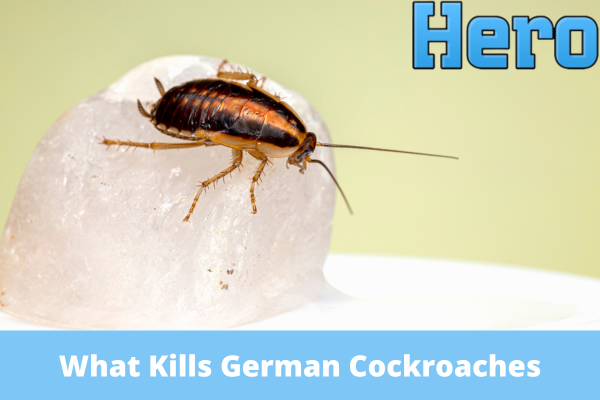 What Kills German Cockroaches