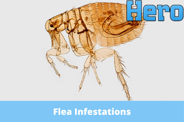 Flea Infestations When to Call a Professional