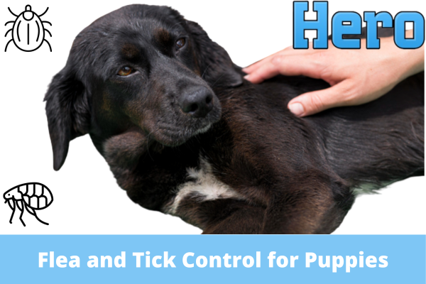 Flea and Tick Control for Puppies