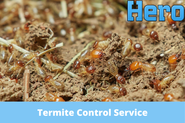 Choosing The Right Termite Control Service