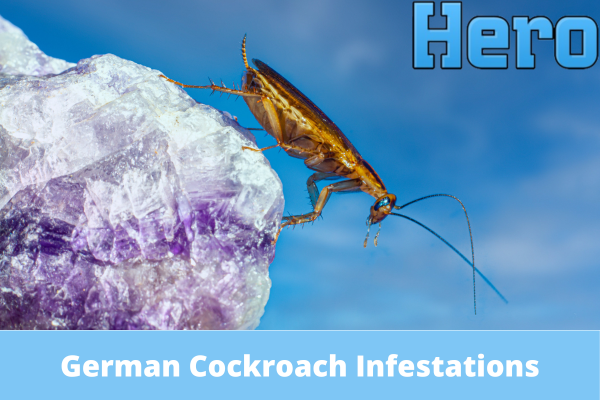 Preventing German Cockroach Infestations in Multi-Unit Dwellings