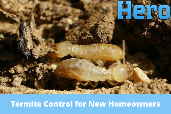 Termite Control for New Homeowners