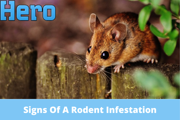 Signs Of A Rodent Infestation