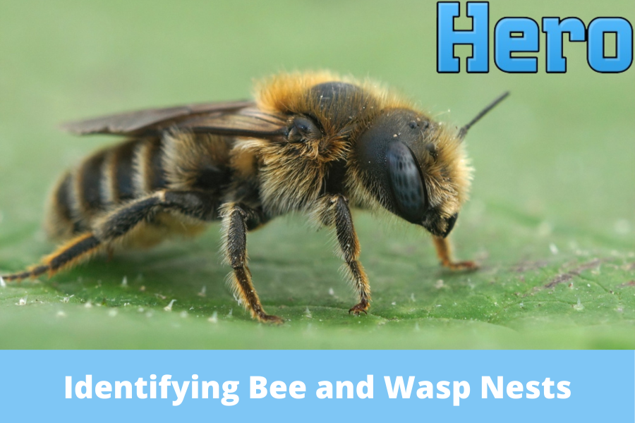 Identifying Bee and Wasp Nests